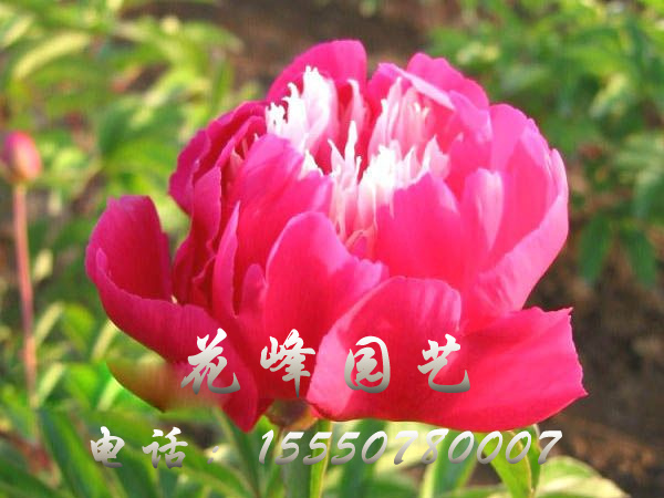 向陽(yáng)奇花